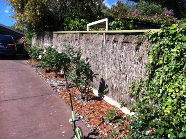 Image:  The owners of this fence have removed creeper which has suckered to the brush and have destroyed the old brittle brushwork in the process.   This fence is over 20 years old and the best option would be to replace the brushwork with new machine compressed panels.  The posts and base are still fine and can be re-used.