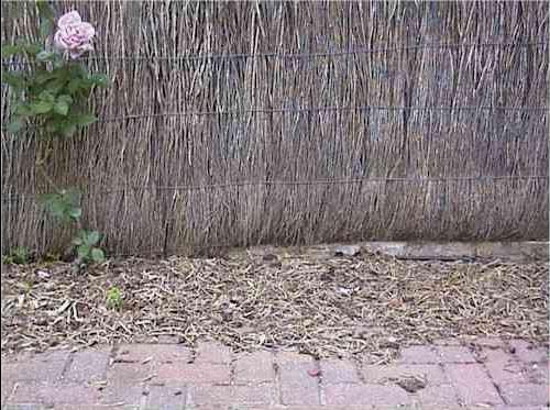 Image:  Most brush fences pushed off their bases have as a cause soil introduced on one side in planter beds of approx 300mm or so in depth.  In some cases up to a metre depth of fill is placed against a fence in a three sided planter box with the fence forming the fourth side - causing leaning of a brush fence and rotting and destruction of the brushwork.